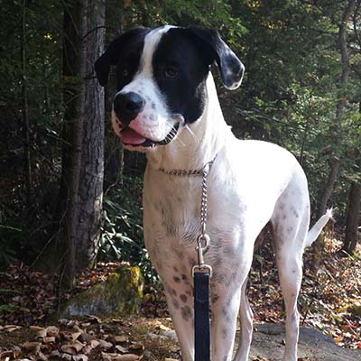 newfoundland and boxer mix