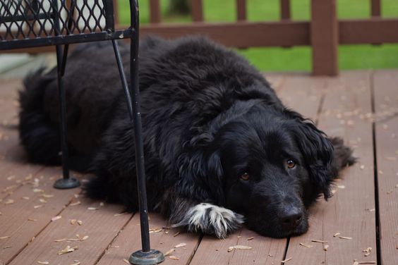 newfoundland collie mix