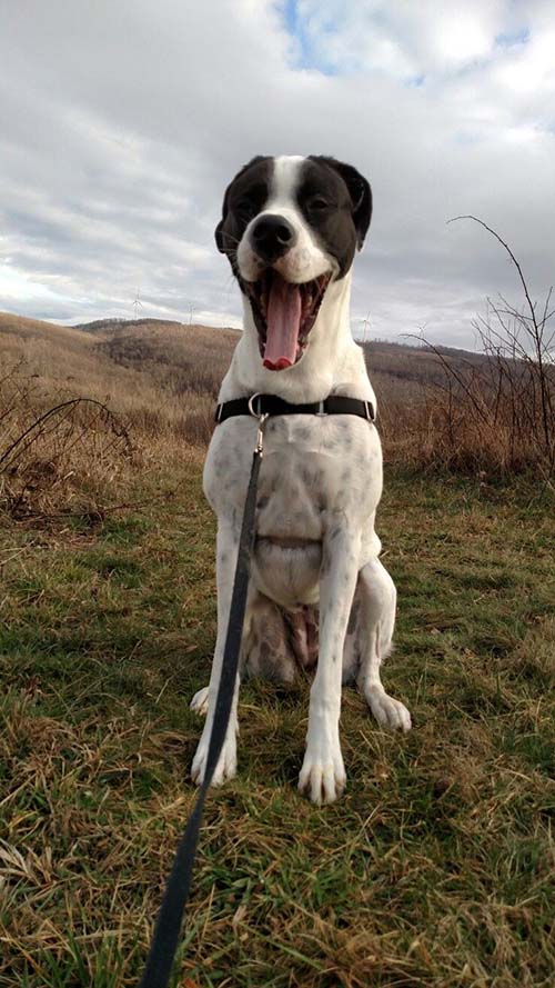 newfoundland cross