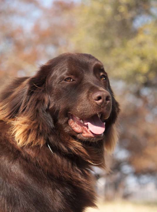 newfoundland lab mix