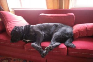 newfoundland labrador dog