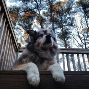 newfoundland wolf mix