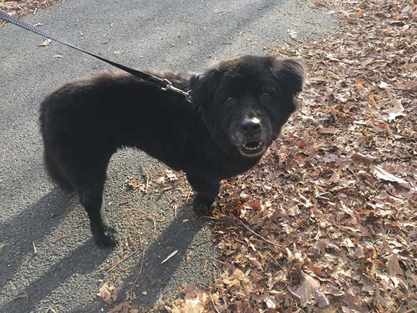 corgi newfoundland cross