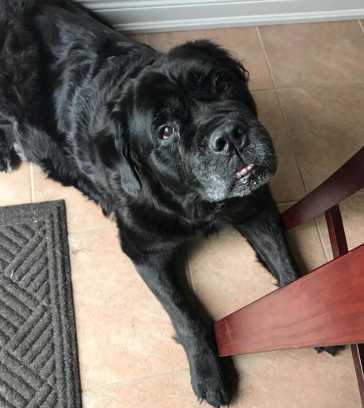 english mastiff newfoundland mix