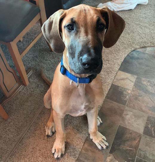 great dane mix puppies