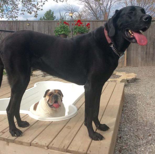 great dane mix puppy