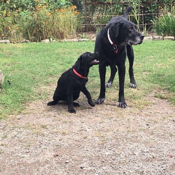 great dane newfoundland mix