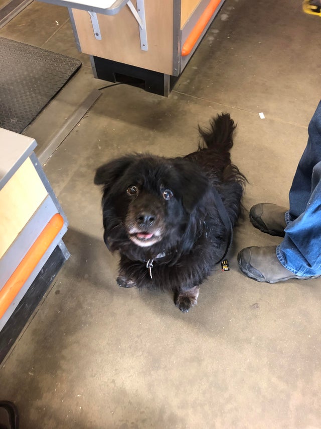 newfoundland and corgi mix