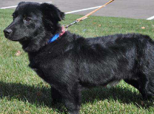 newfoundland and corgi mix