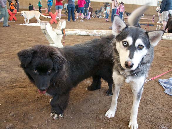 newfoundland dog mix