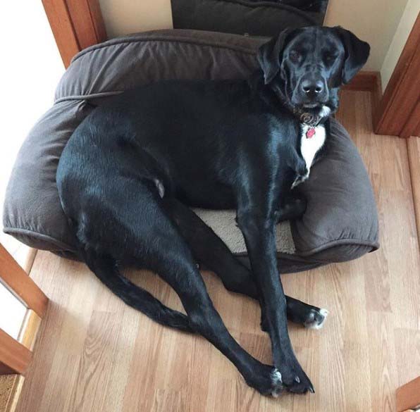 newfoundland dog mix