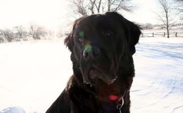 newfoundland mastiff dog